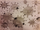 koronavirus13
